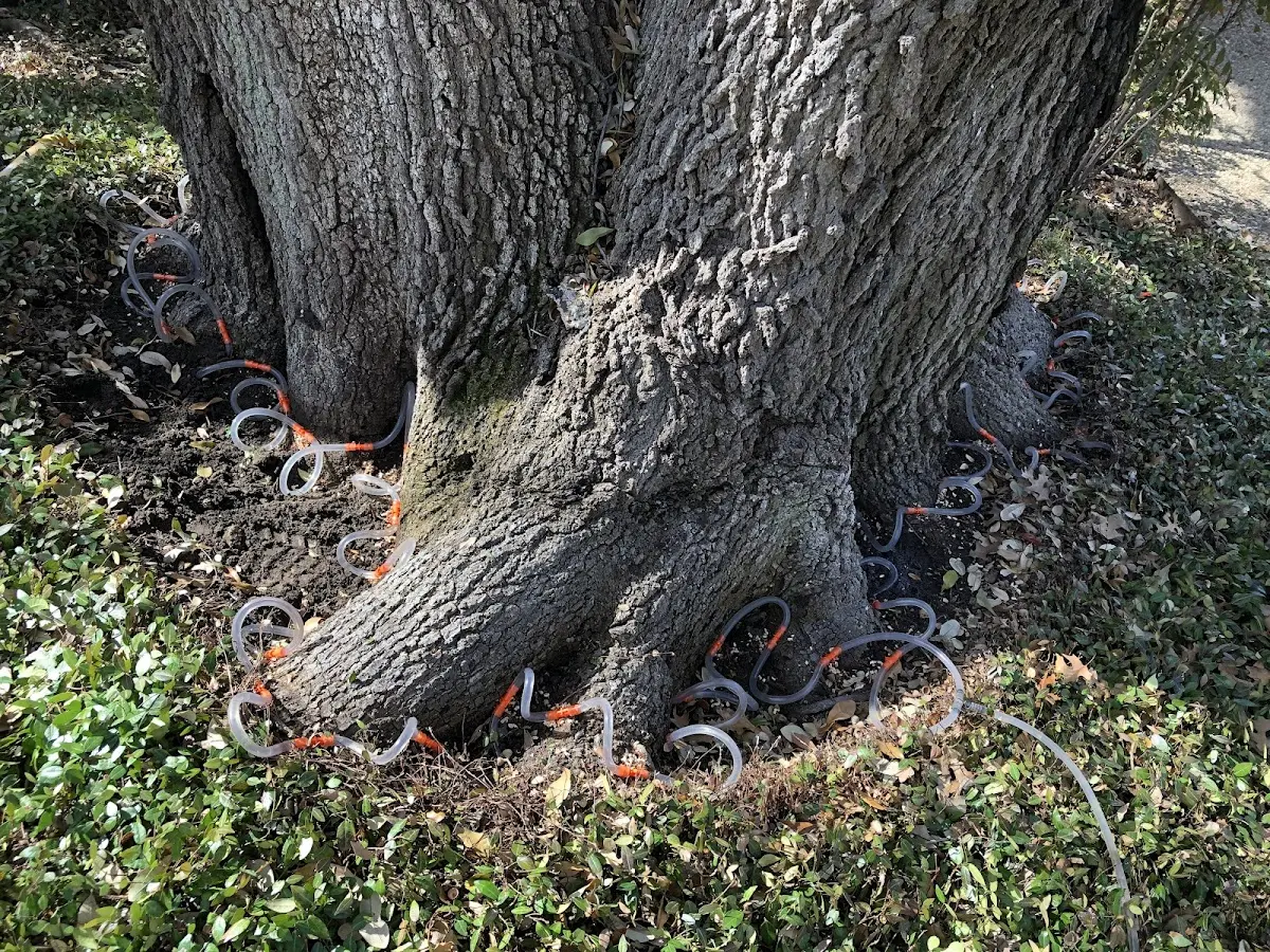 Detailed Tree Cabling and Bracing job site in Honomu