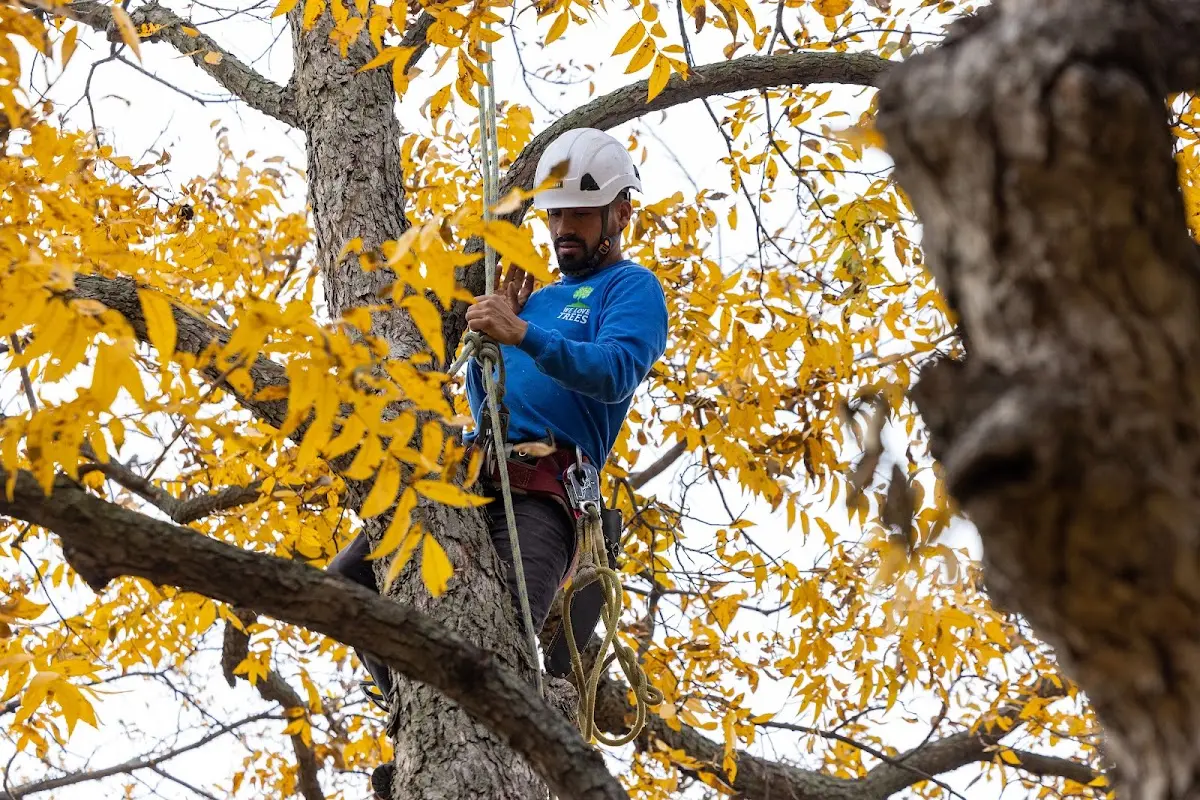 Skilled Tree Pruning crew working in Honomu